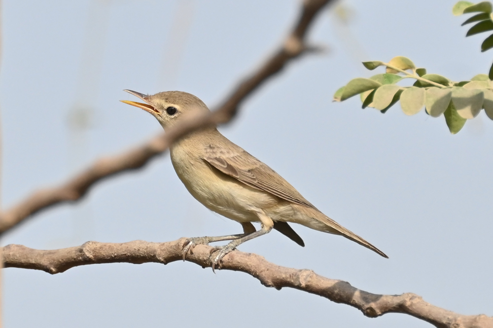 eastern olivaceous warbler