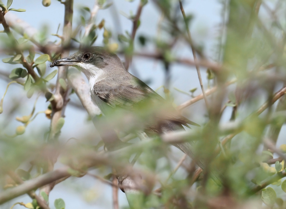 Eastern Orphean warbler