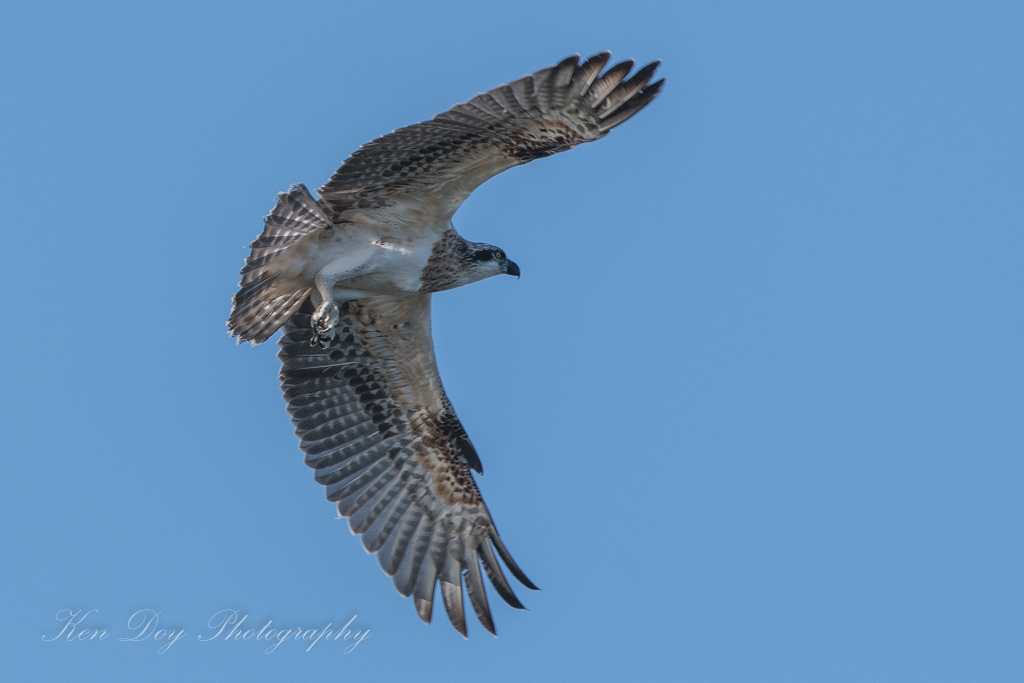 Eastern Osprey ( Juv )