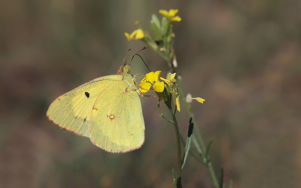 Eastern Pale Clouded Yellow