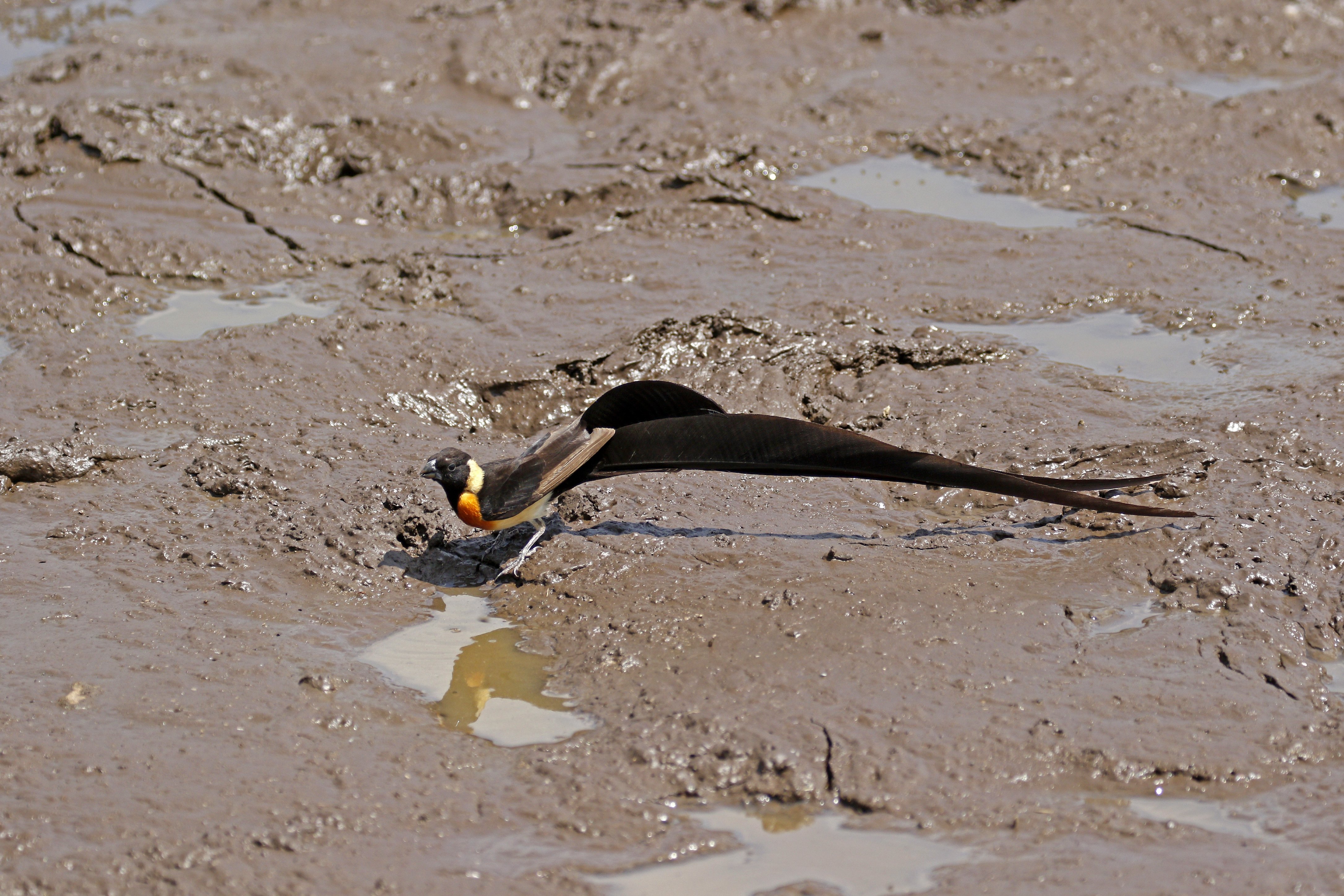 Eastern Paradise-Whydah