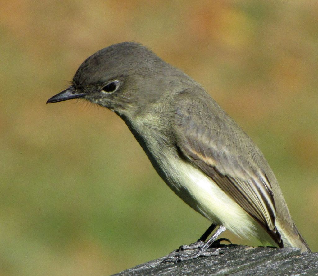 Eastern Phoebe