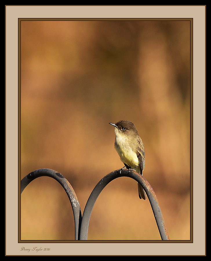 Eastern Phoebe