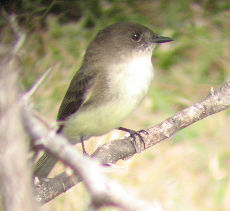 Eastern Phoebe