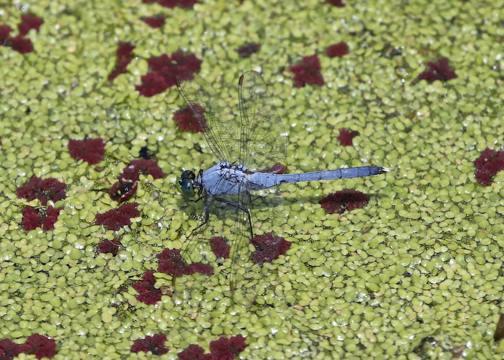 Eastern Pond Hawk