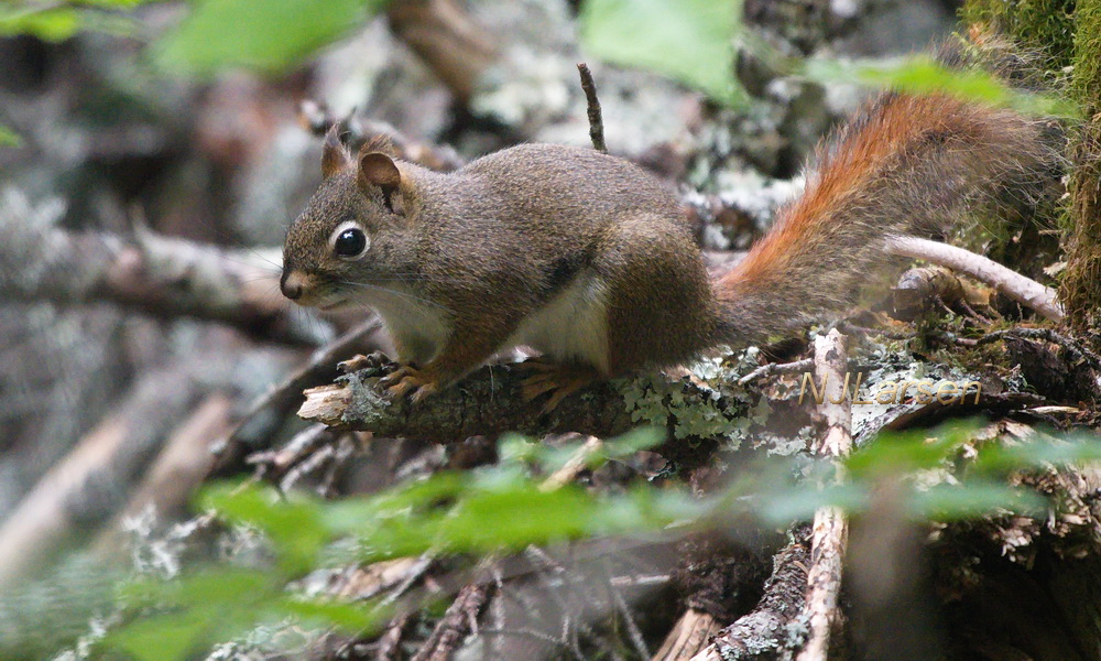 Eastern Red Squirrel