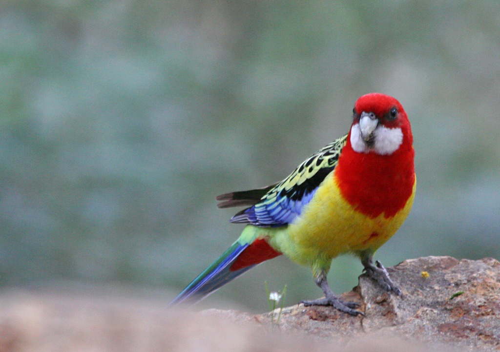 Eastern Rosella