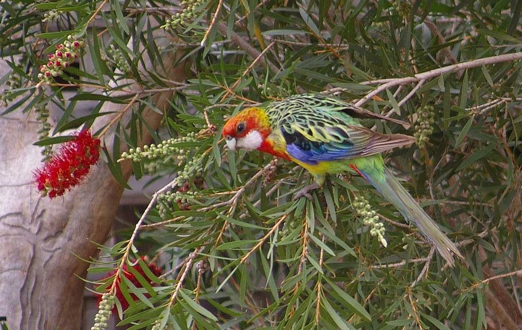 Eastern Rosella