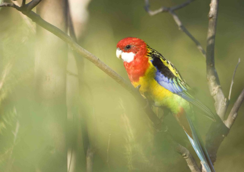 Eastern Rosella