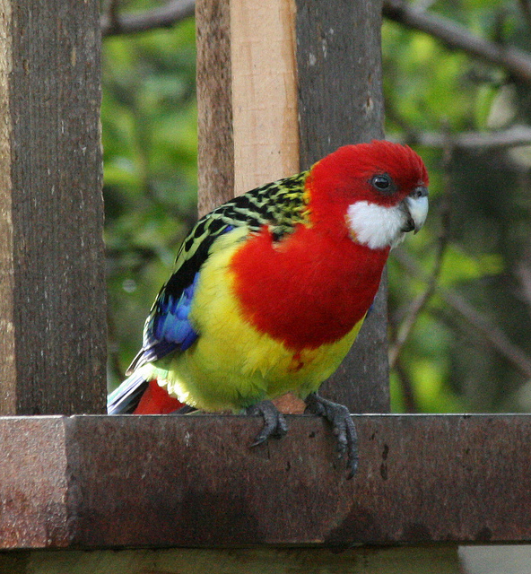 Eastern Rosella