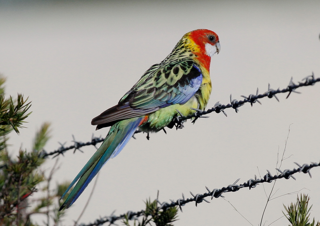 Eastern Rosella