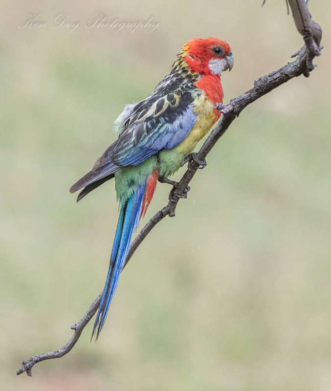 Eastern Rosella