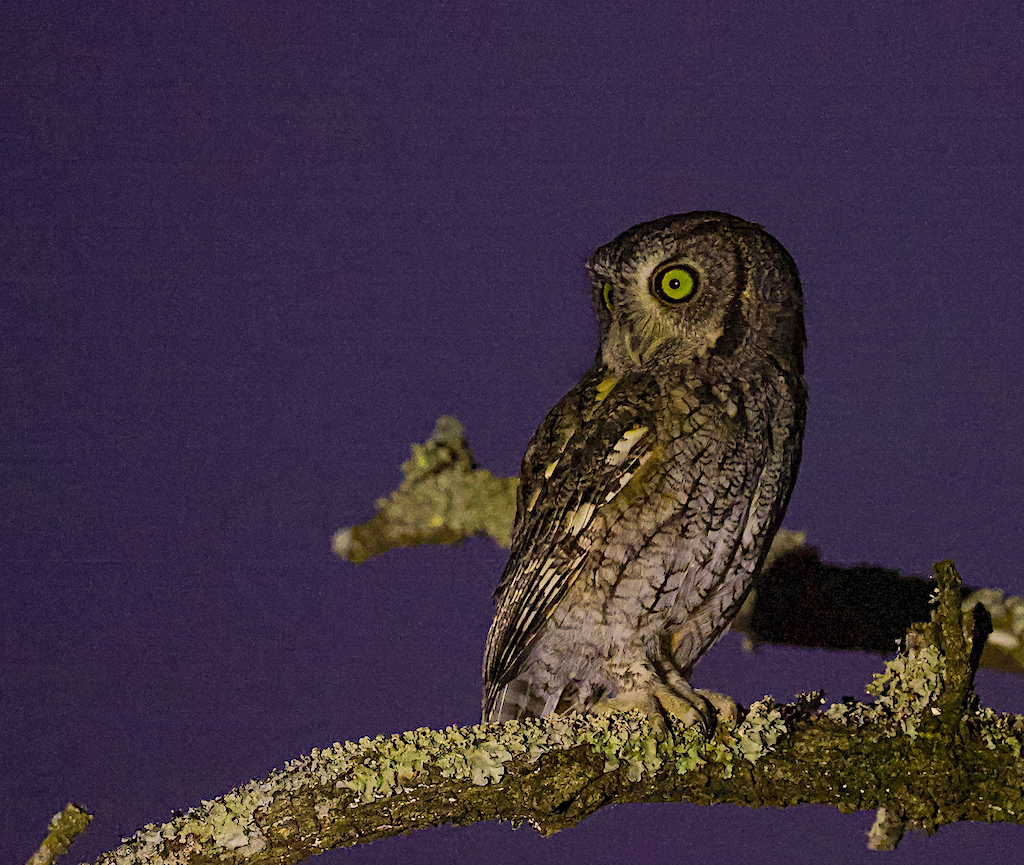 Eastern Screech Owl.jpg