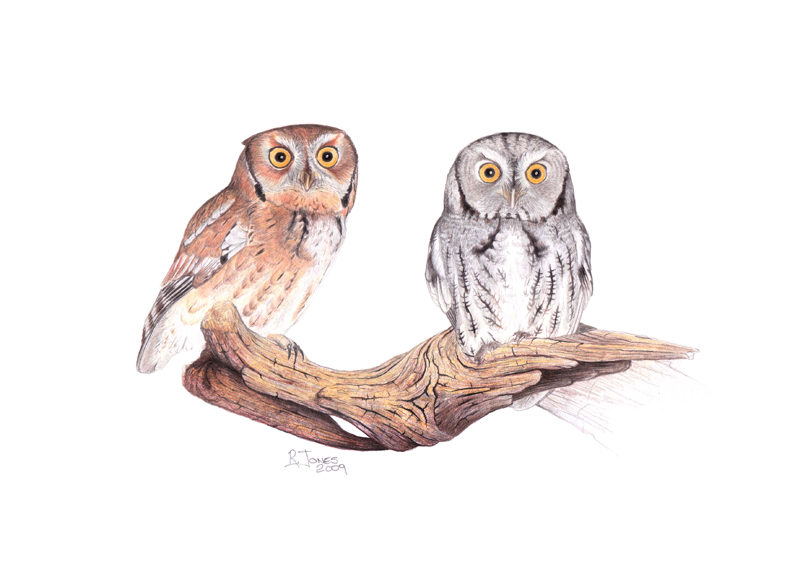 Eastern Screech Owl Pencil