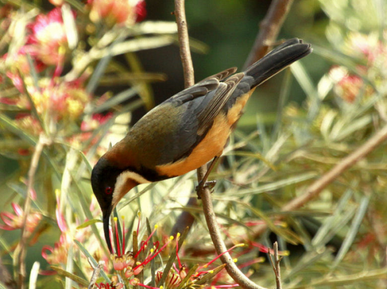 Eastern Spinebill