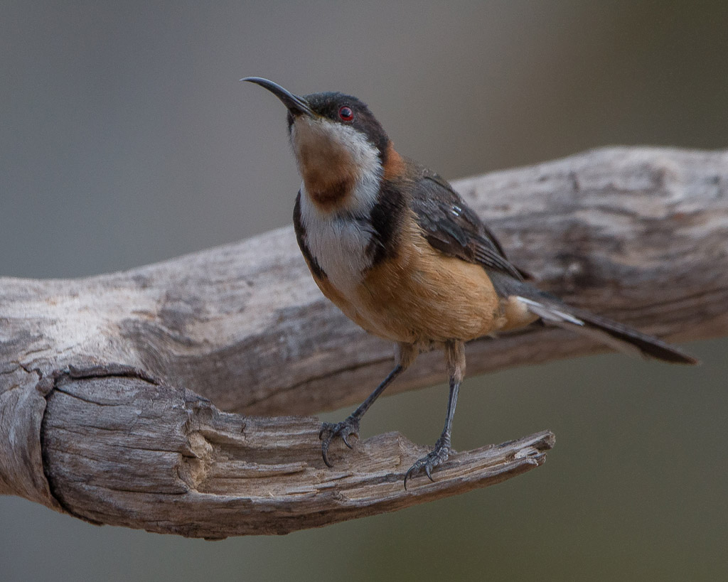 Eastern Spinebill