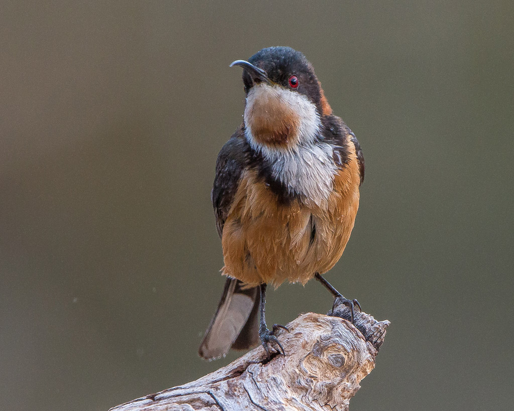 Eastern Spinebill