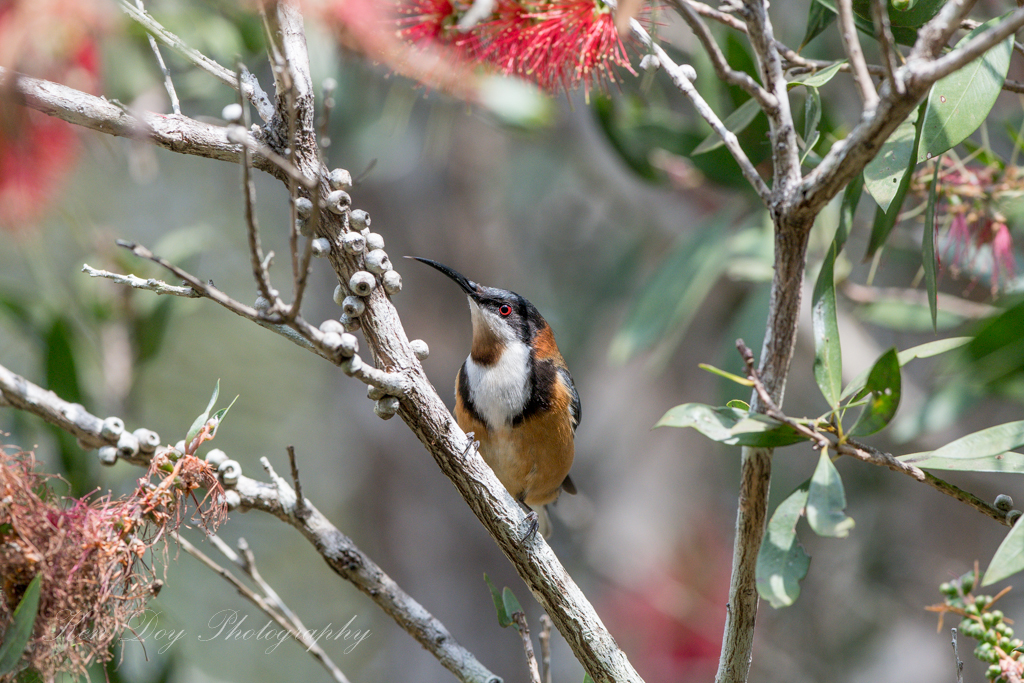 Eastern Spinebill