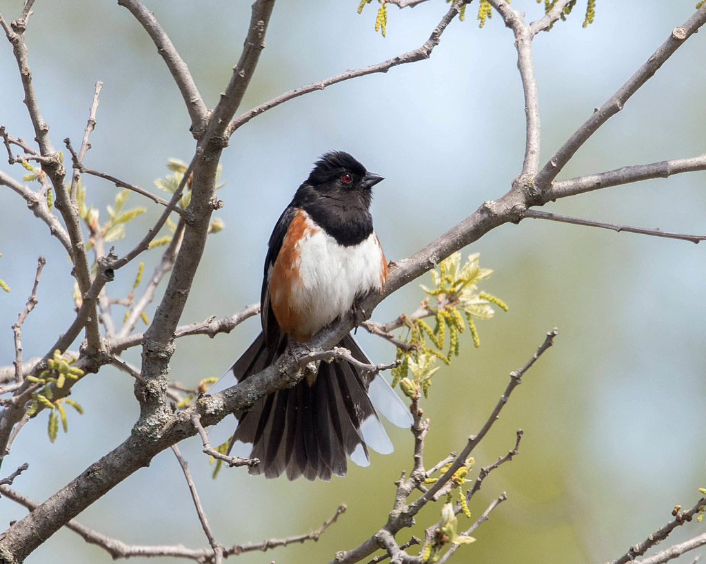 Eastern Towhee