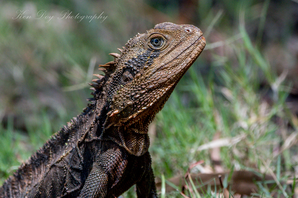 Eastern Water Dragon