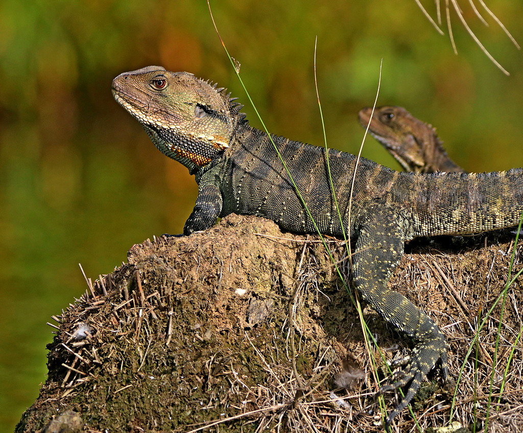 Eastern Water Dragon