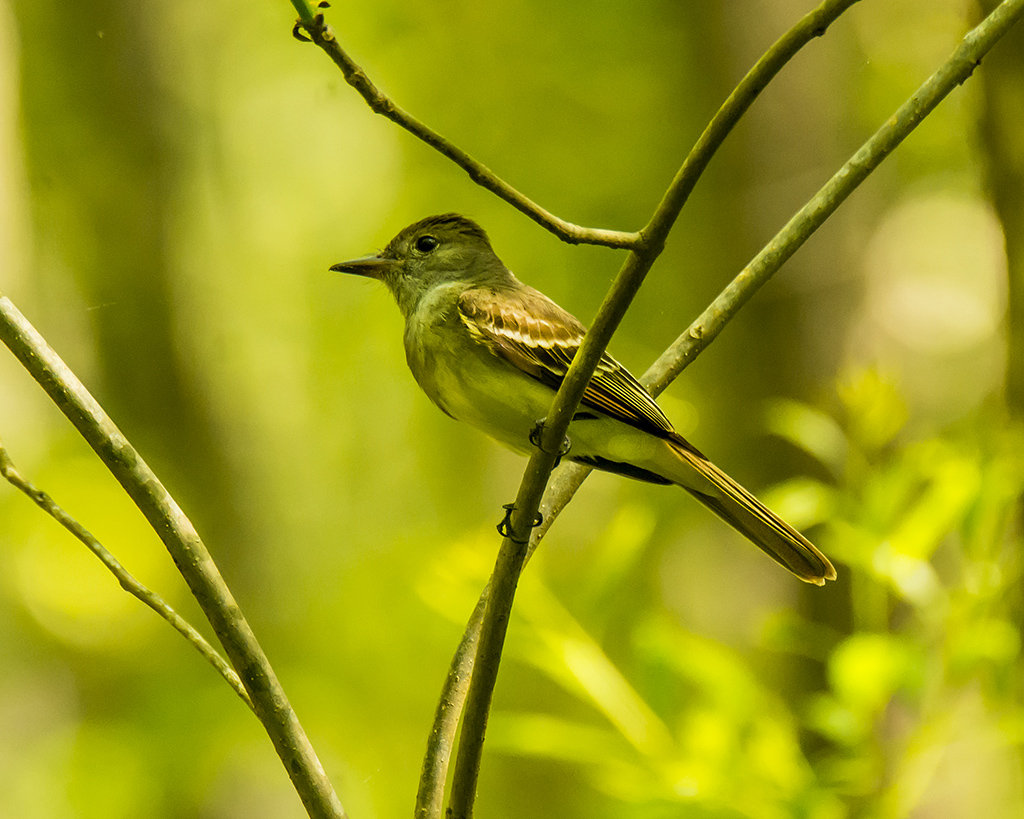 Eastern Wood-pewee 76_0209.jpg