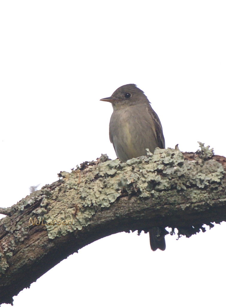 Eastern Wood Pewee