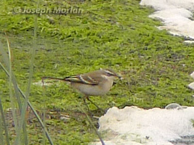 Eastern Yellow Wagtail