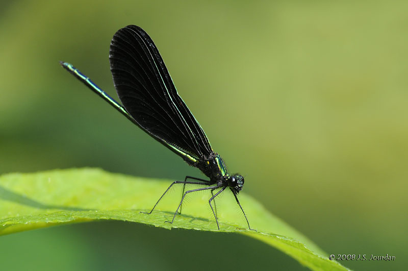 Ebony Jewelwing