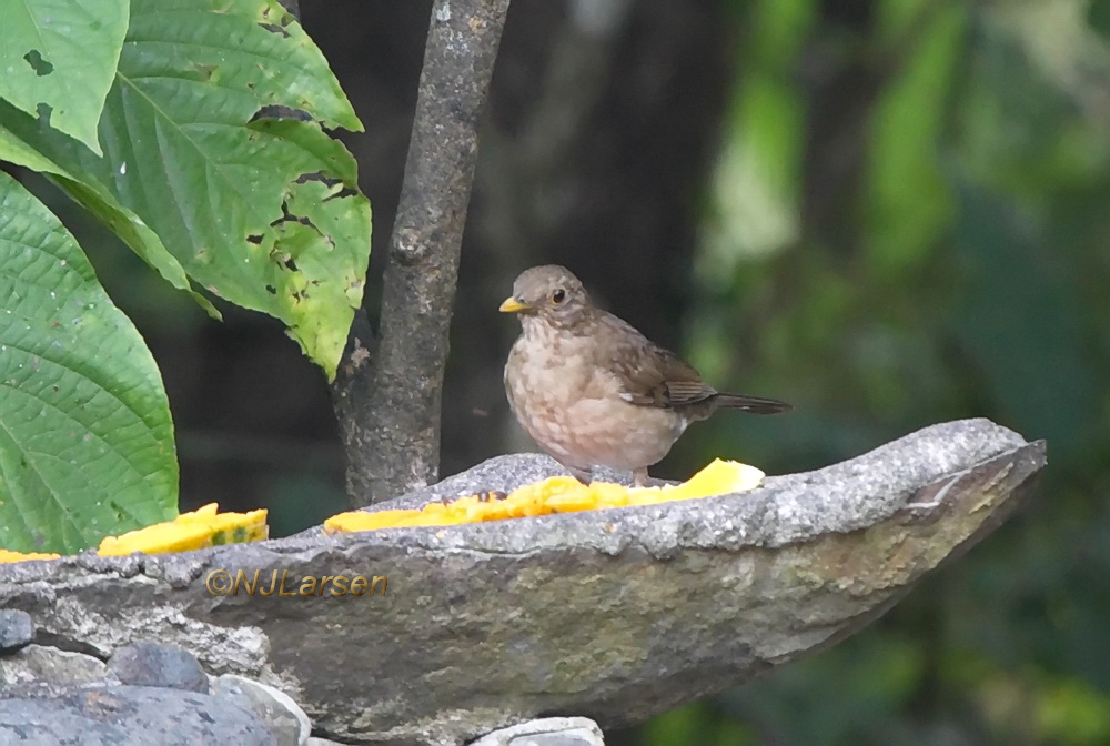 Ecuadorian Thrush