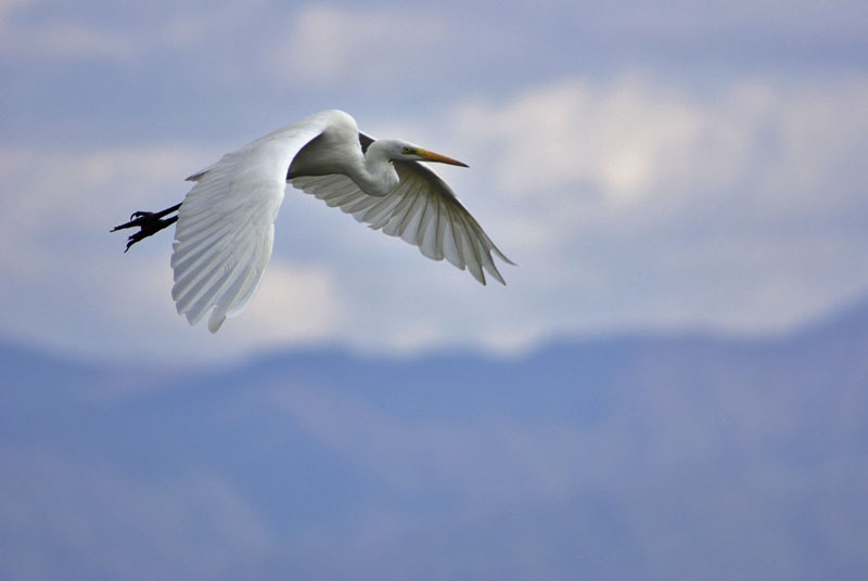 Egret