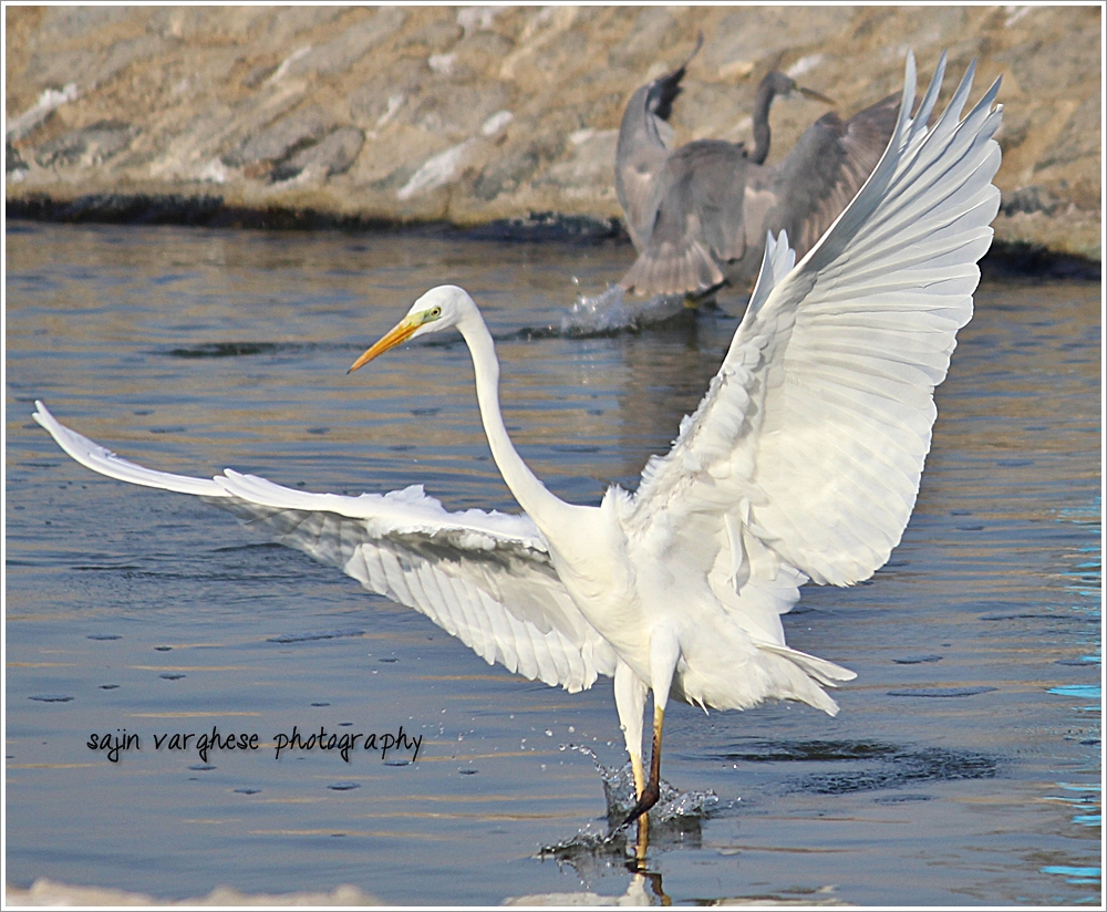 Egret