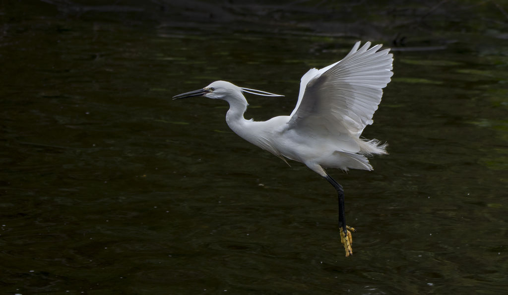 Egret