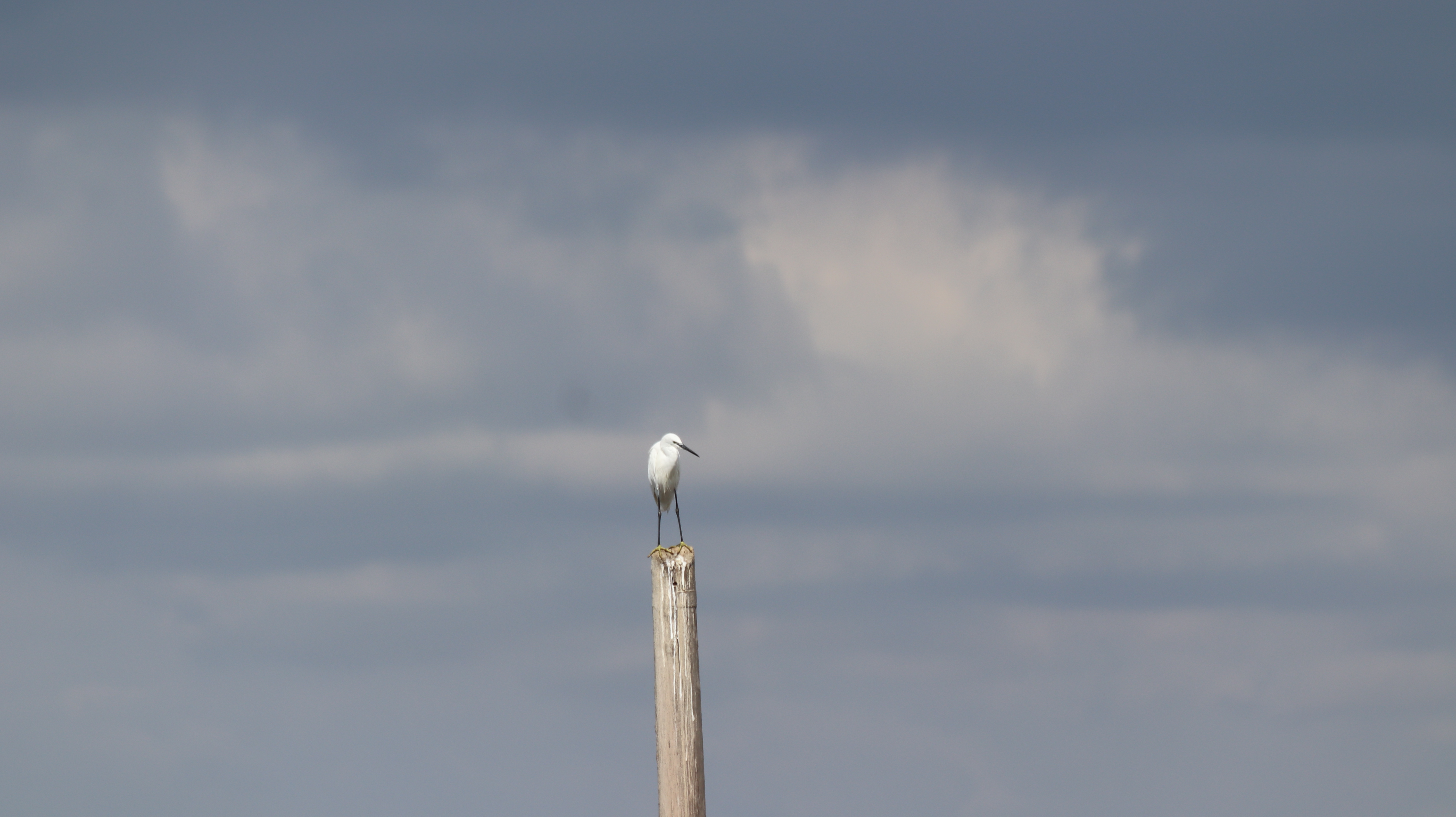 Egretta garzetta