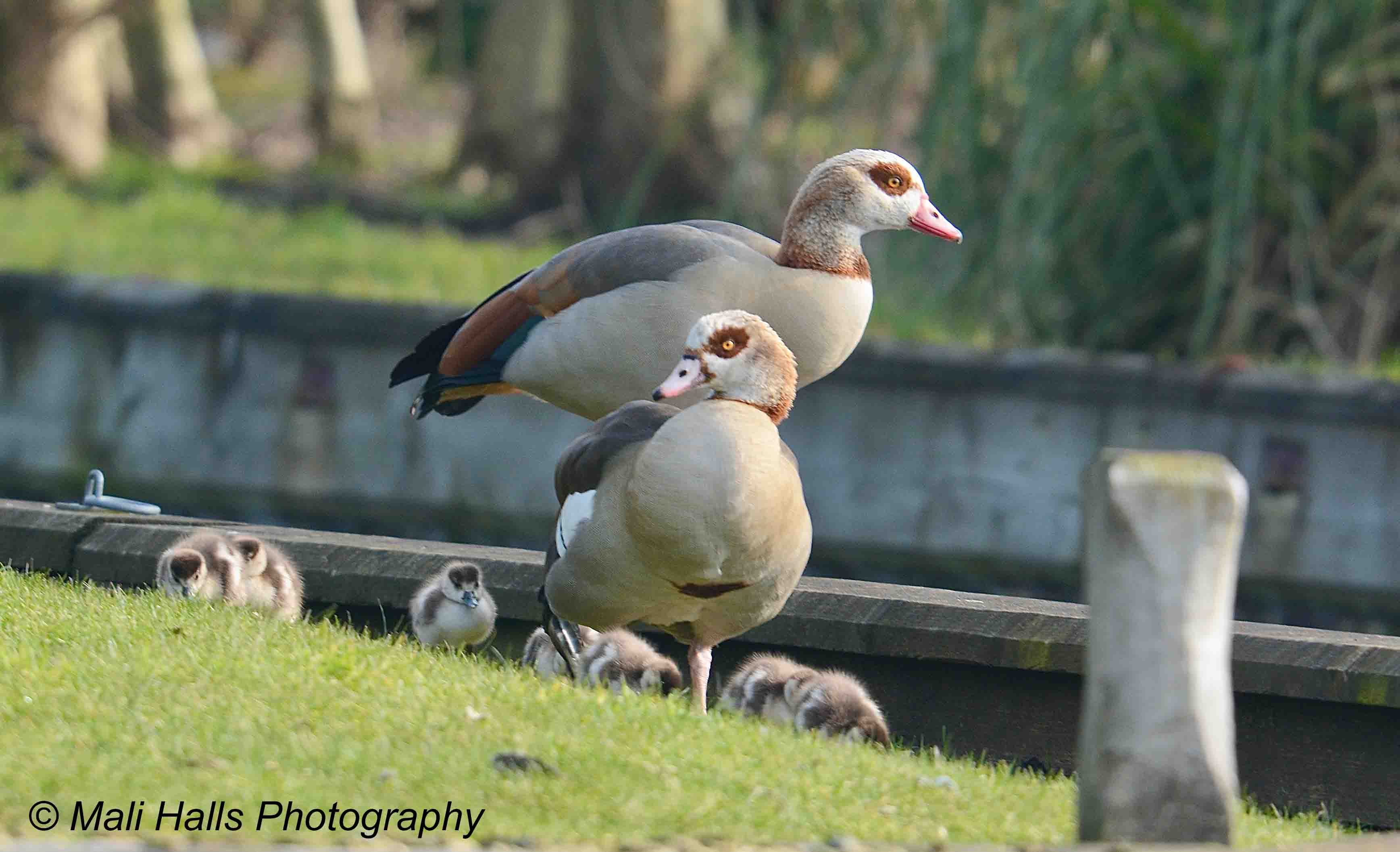 Egyptian Geese 3854.jpg