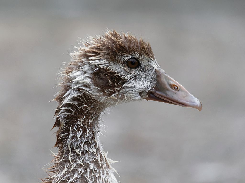 Egyptian Goose gosling