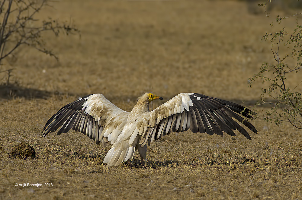 Egyptian Vulture