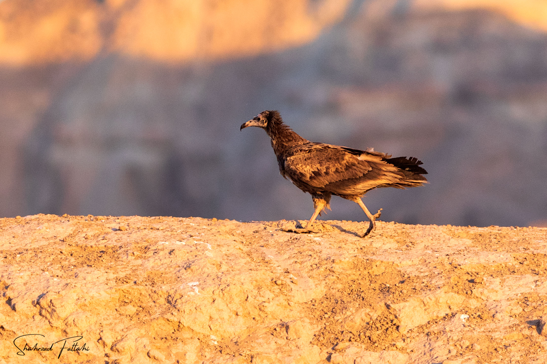 Egyptian Vulture