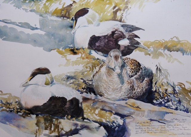 Eiders on The Slabs, Birsay