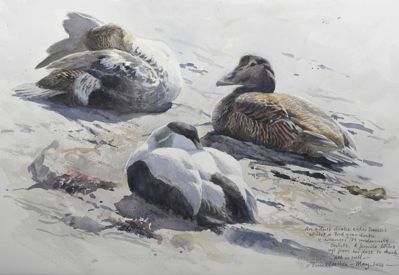 eiders painting