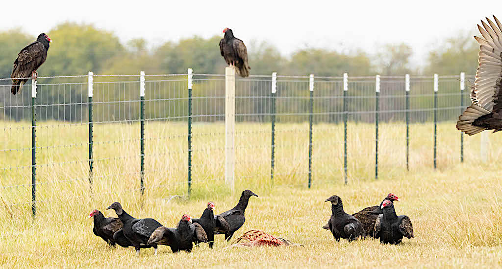 Eight Turkey Vultures, Three Black Vultures cleaning up a  deer carcass
