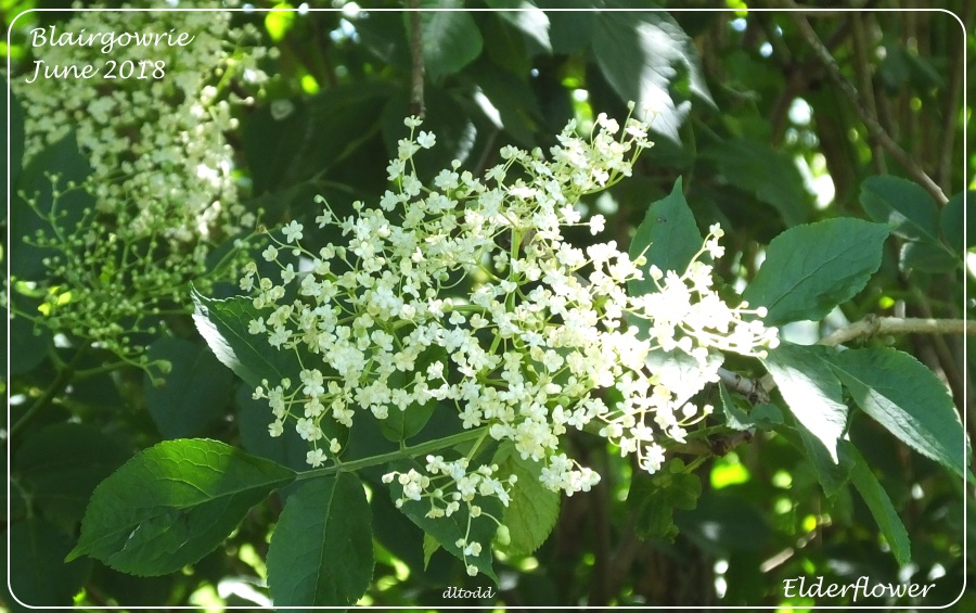 Elderflowers