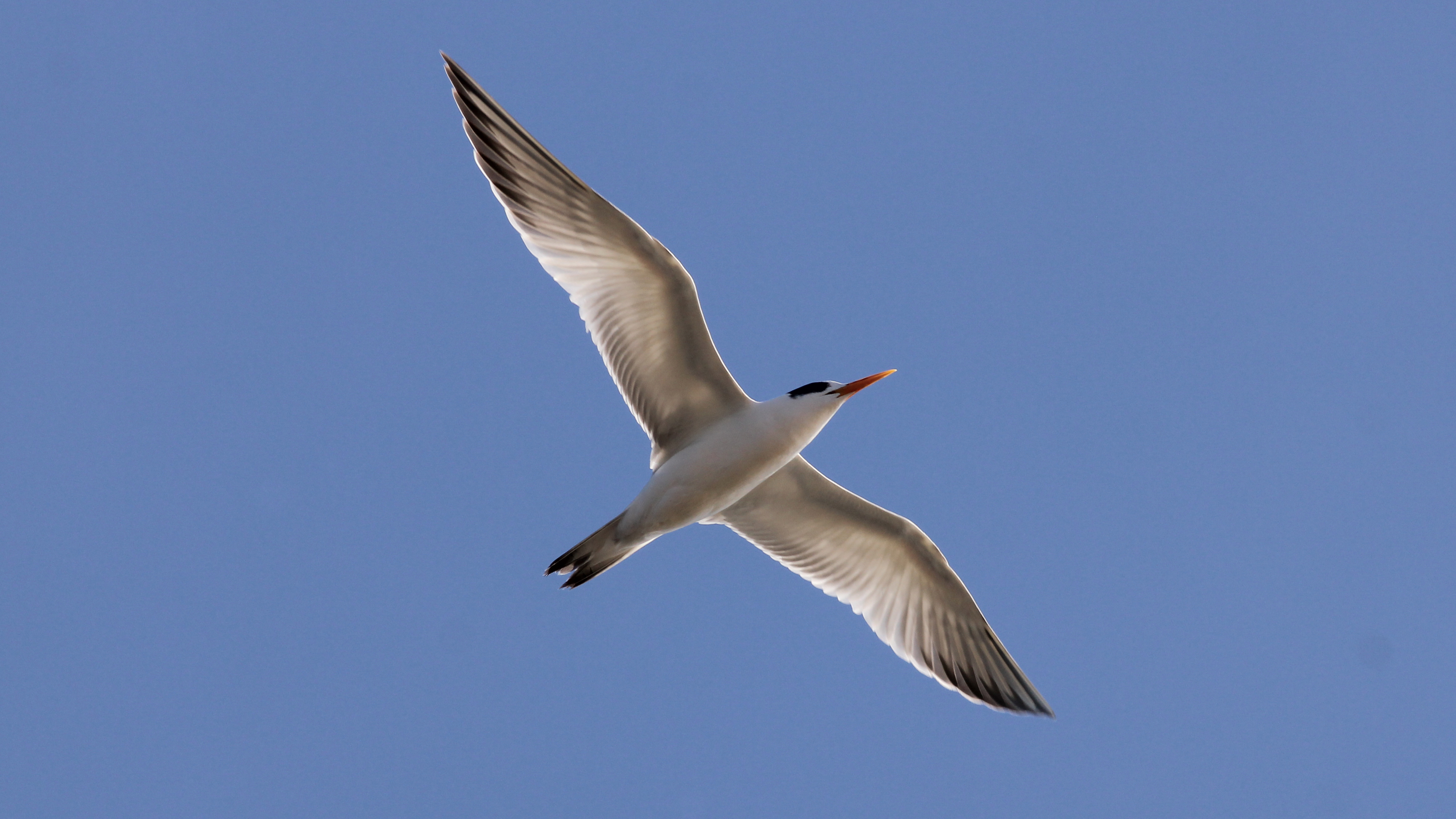 elegant tern