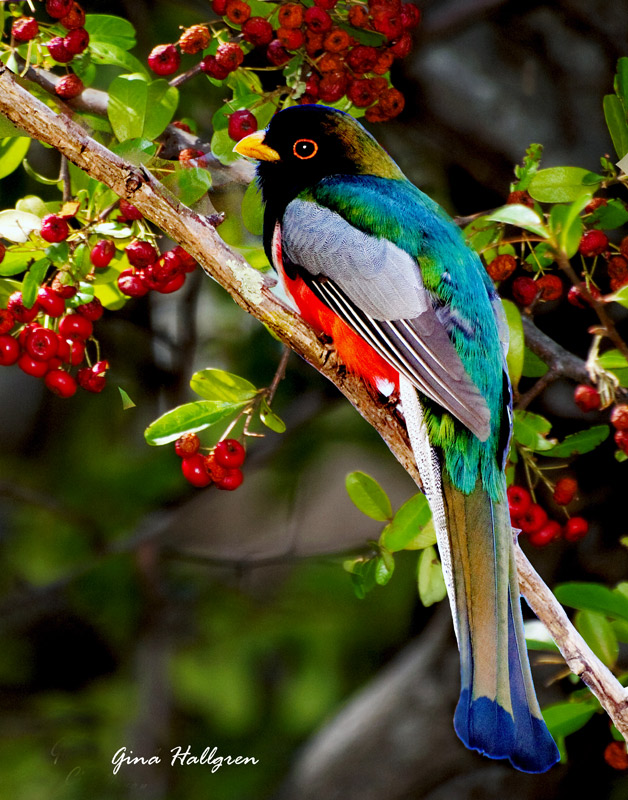 Elegant Trogon on Pyracanther