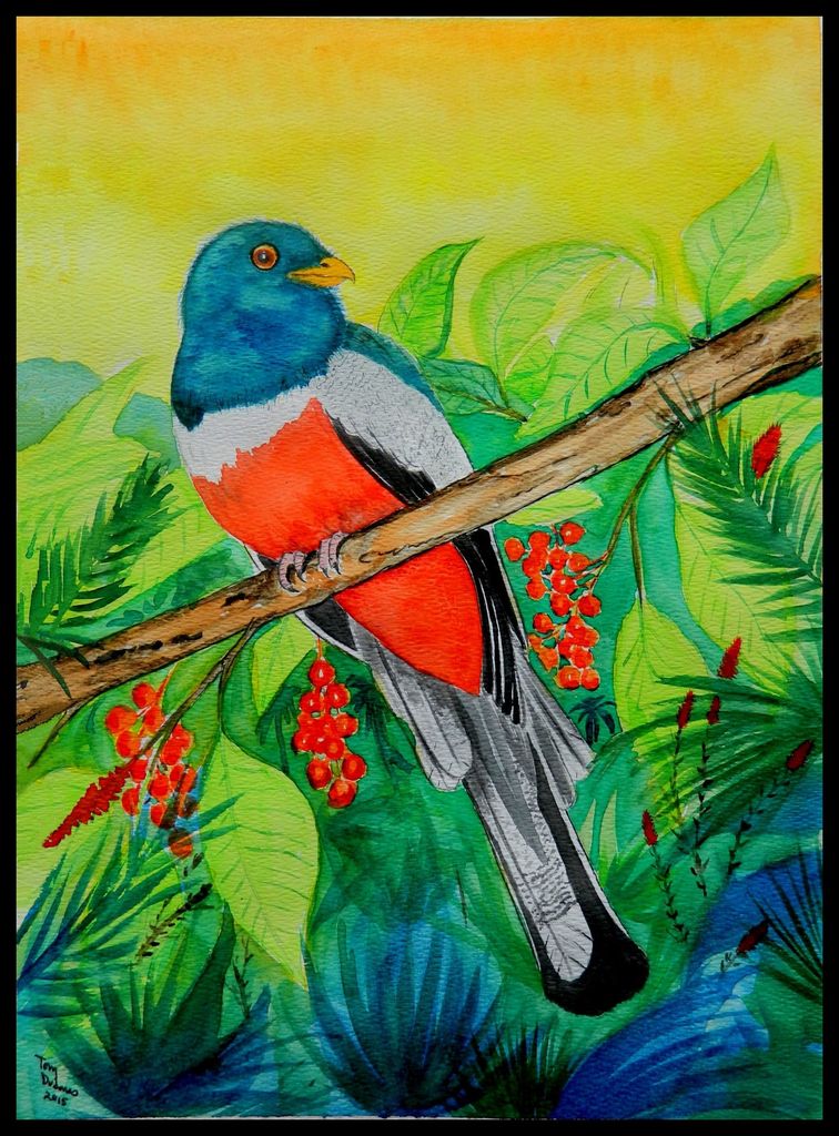 Elegant Trogon - Southern Arizona, 11x15, watercolor, dec 12, 2015