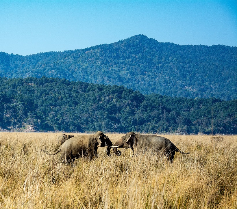 Elephant Combat (Elephas maximus)