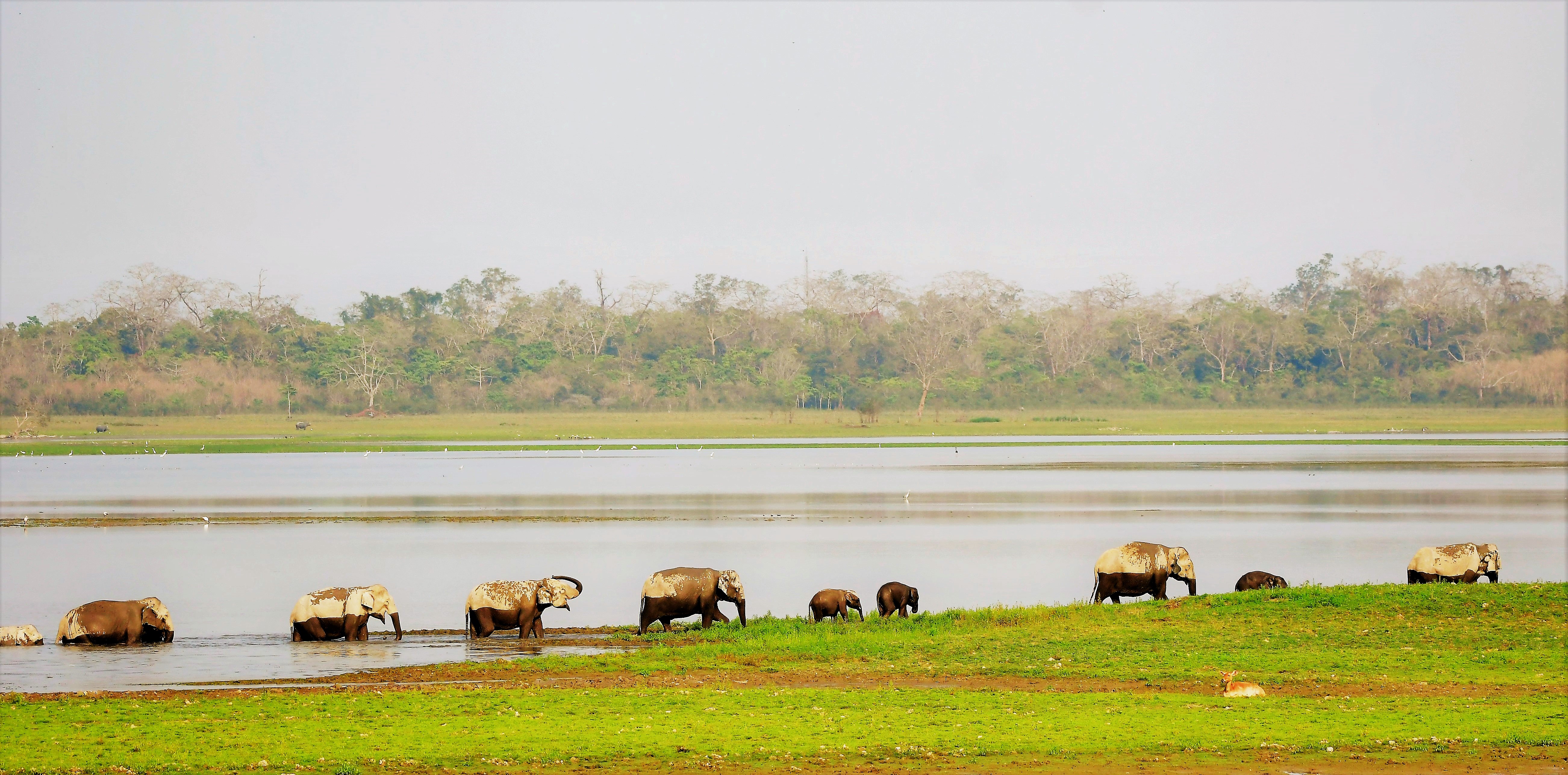 Elephant scape (Elephas maximus)
