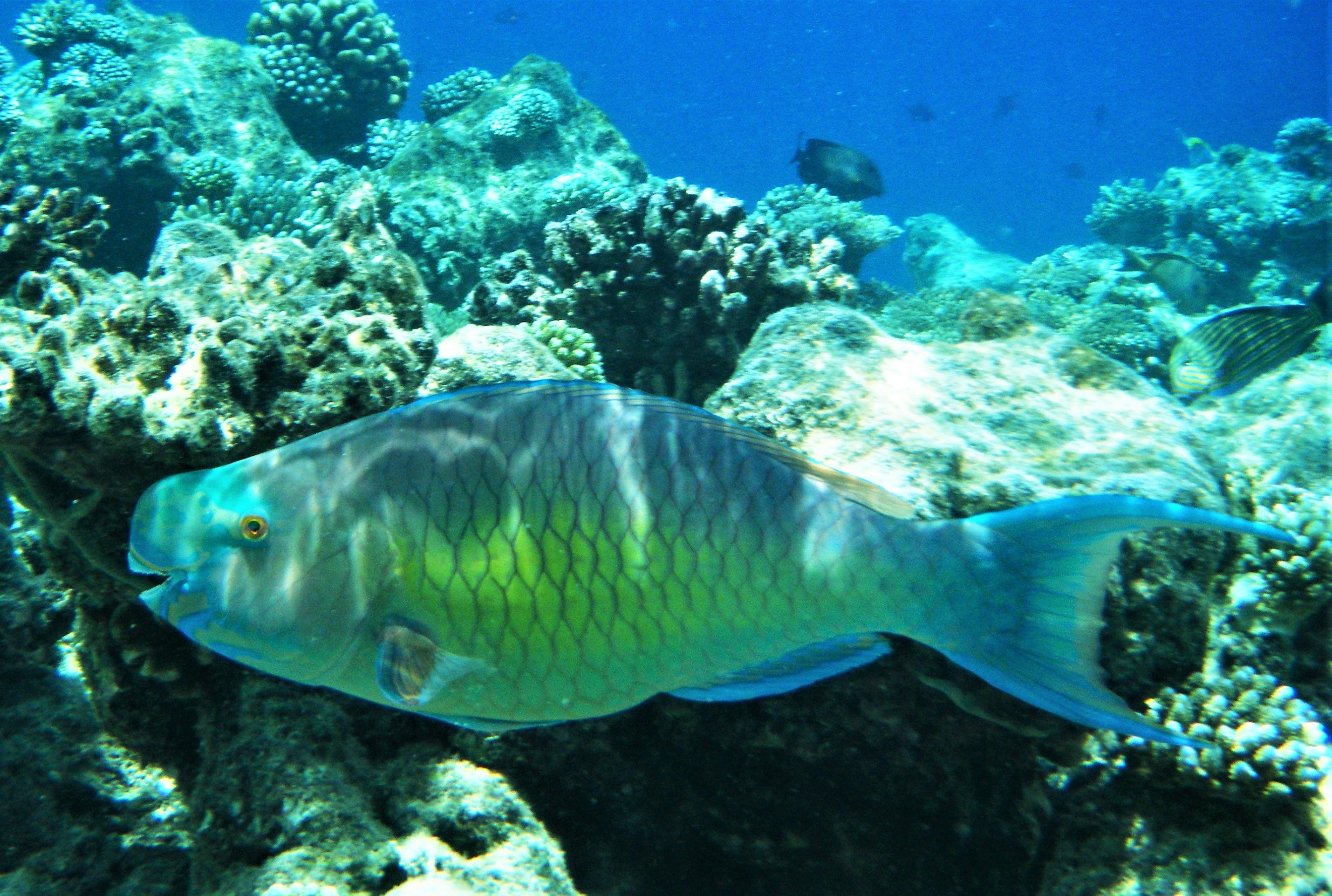 Ember or Redlip Parrotfish (male)