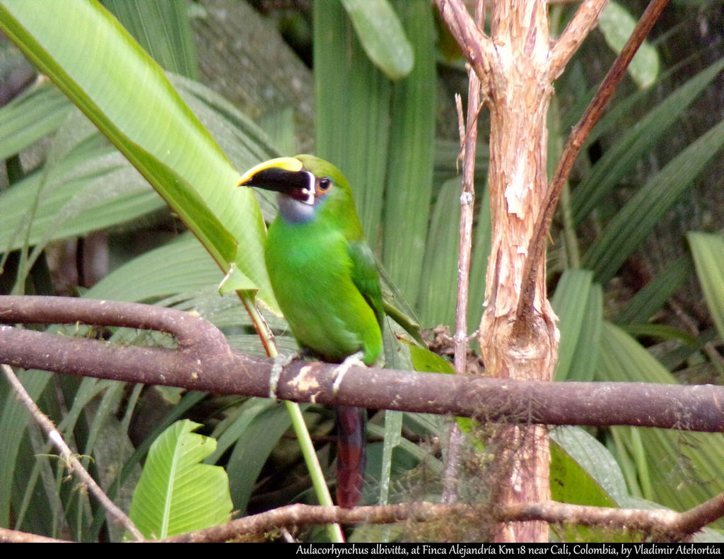 Emerald toucanet (1/2)