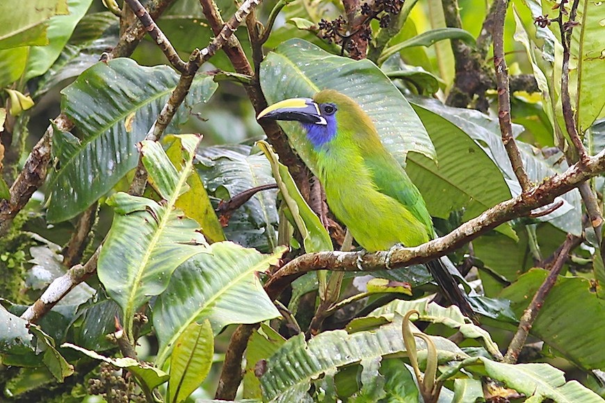 Emerald Toucanet